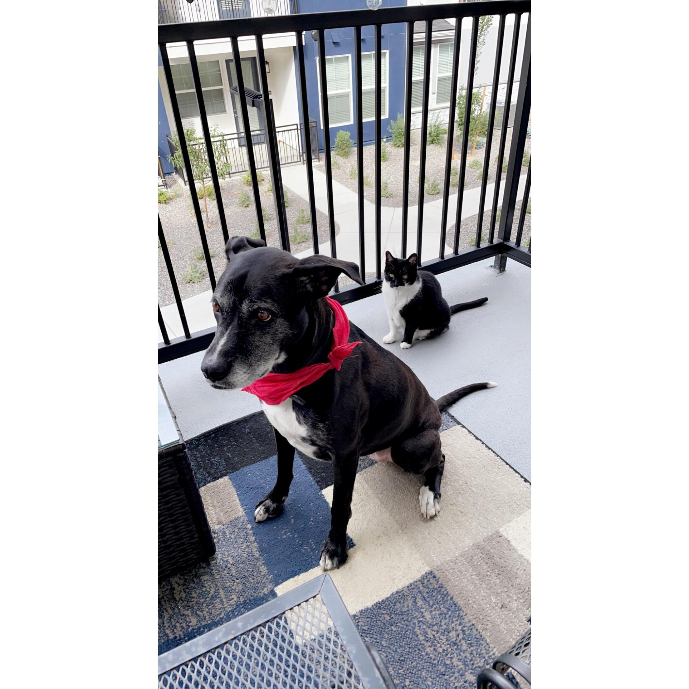 They moved their furry family to Reno in June of 2021!