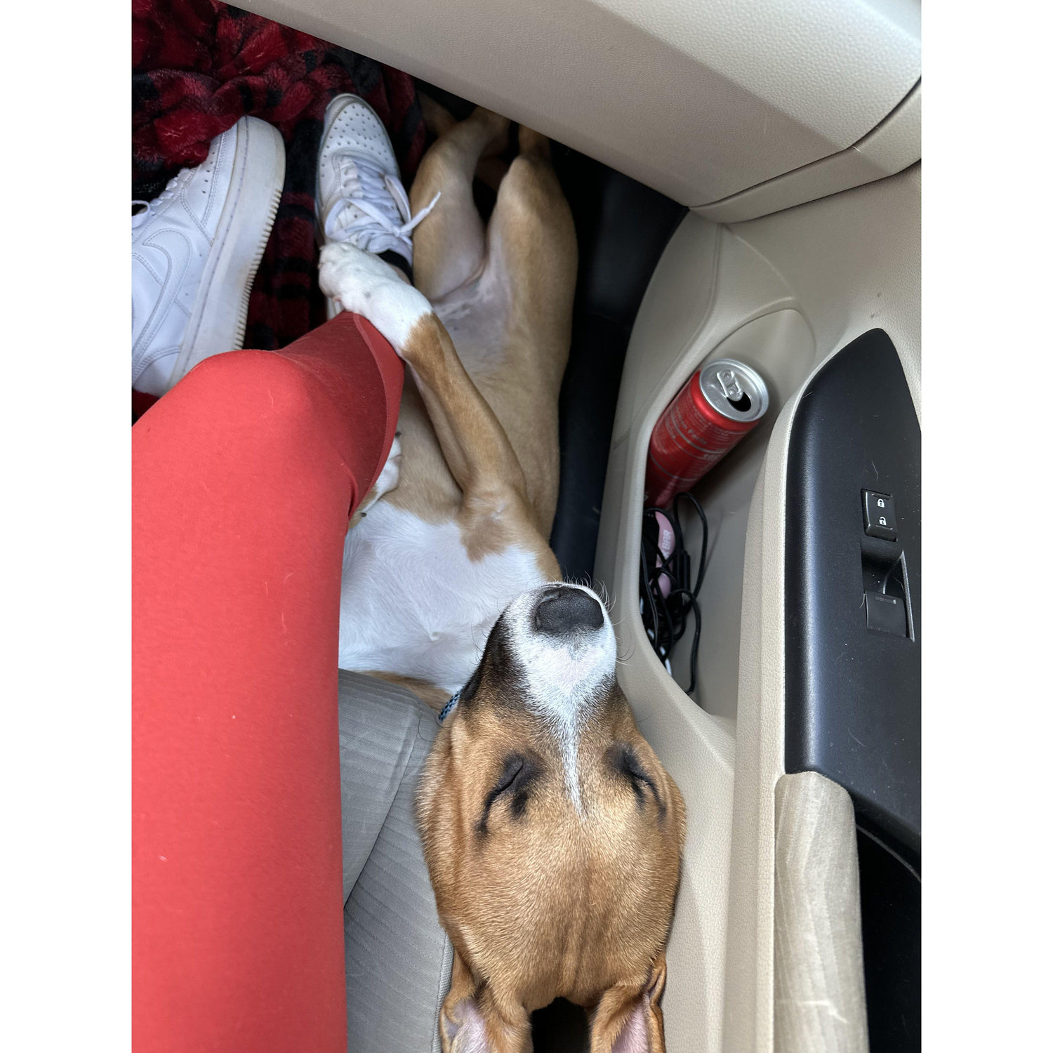 our first adventure together plus milo who is the best passenger pup