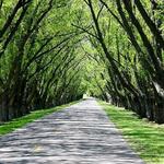 Tunnel of Trees