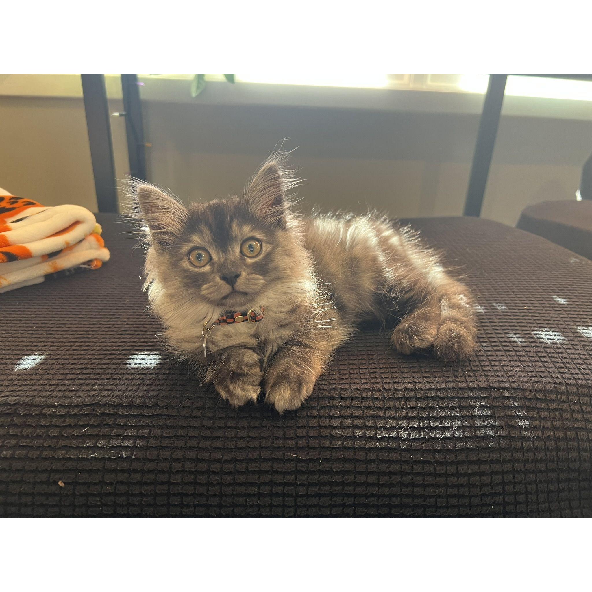 The new baby in question!