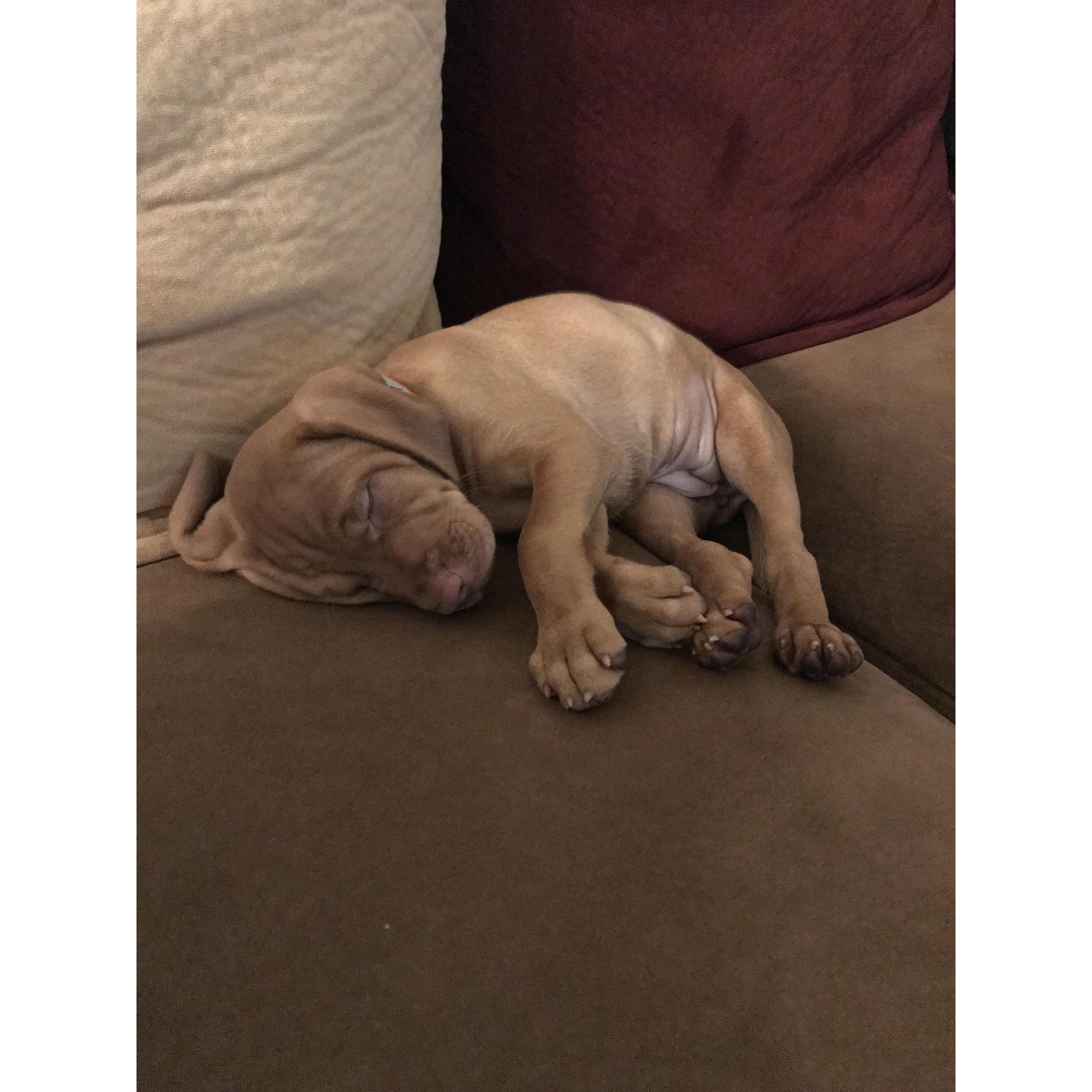 Our first morning with Teca!