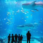 Georgia Aquarium