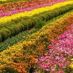 Flower Fields