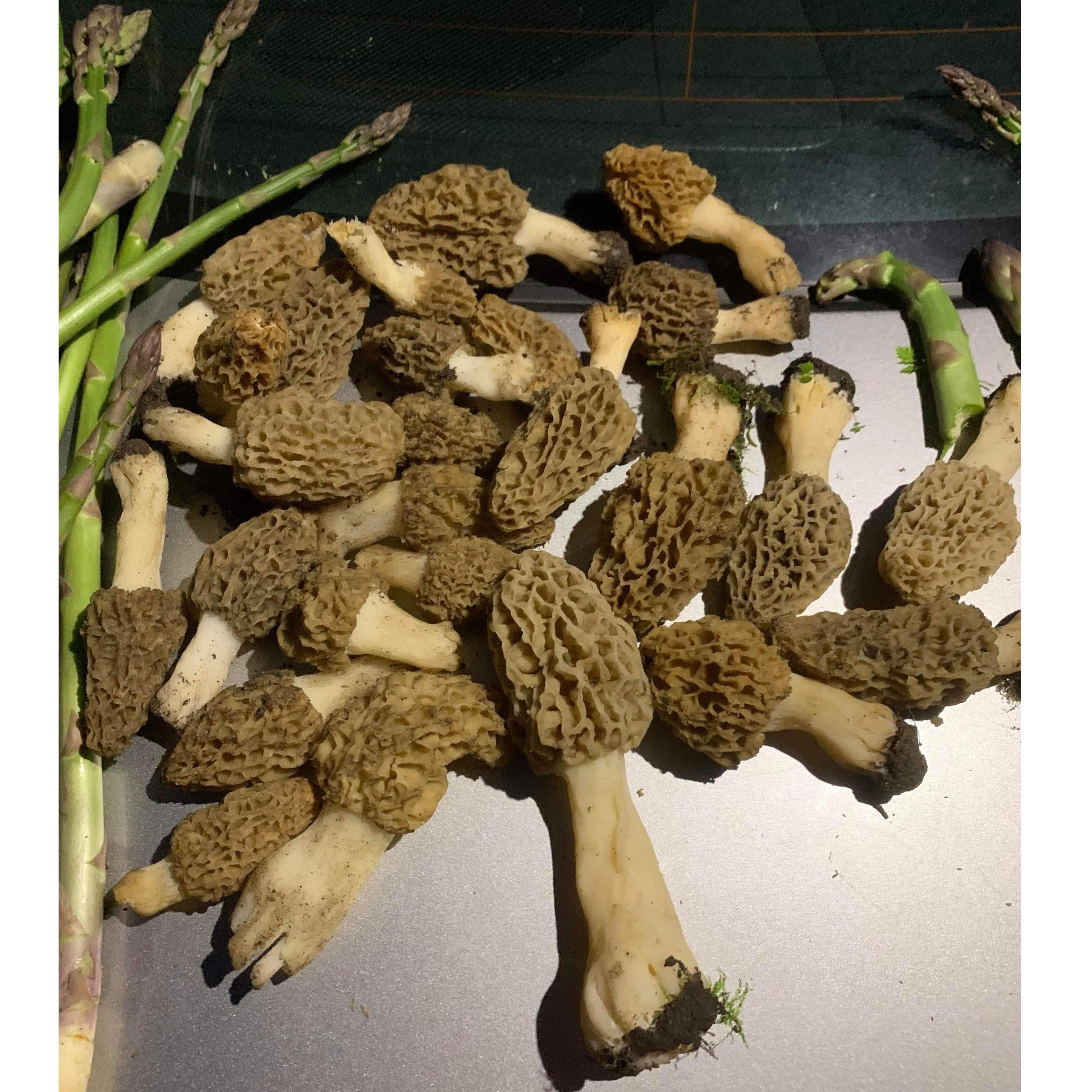 Mushroom hunting!