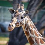 Fresno Chaffee Zoo