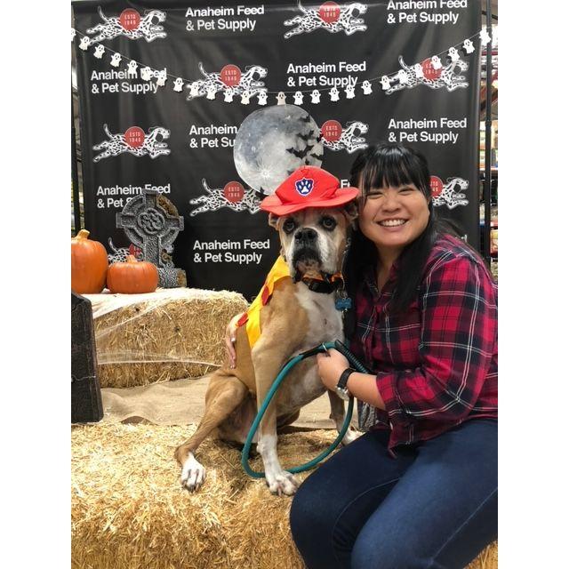 Taking our dog trick o treating and him dressed as our K9 Firefighter - Anaheim, CA - October 2019
