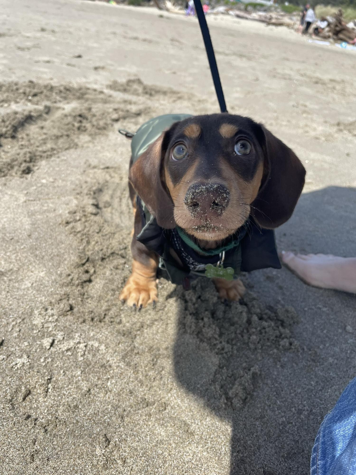 Our youngest fur-baby Diego