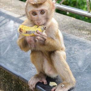 Monkey Food Fund