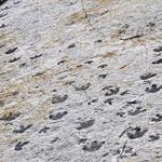 Dinosaur Ridge