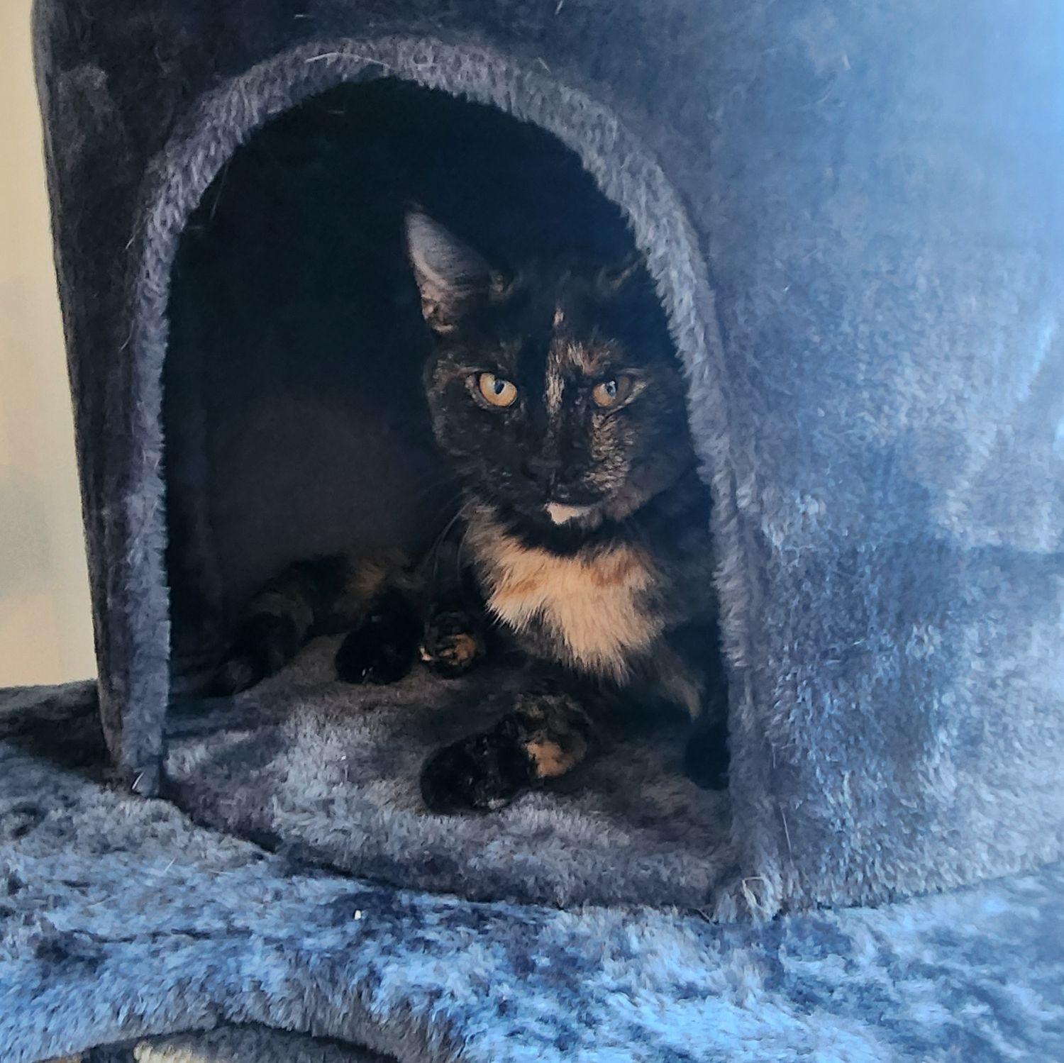 Baby #4 - Stella