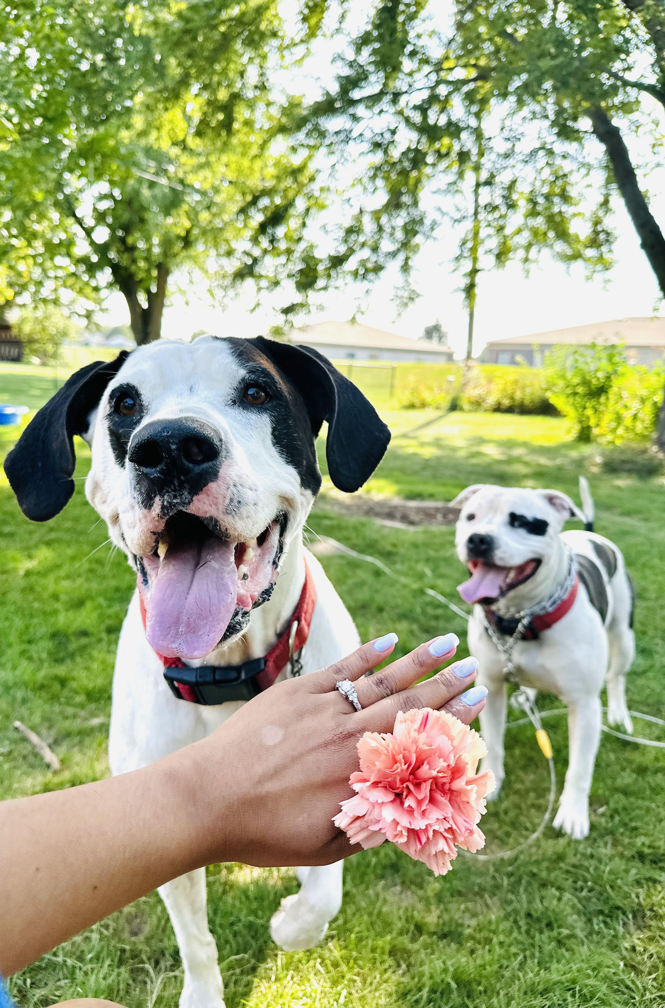 The Wedding Website of Rose Spierings and Matt Lemke