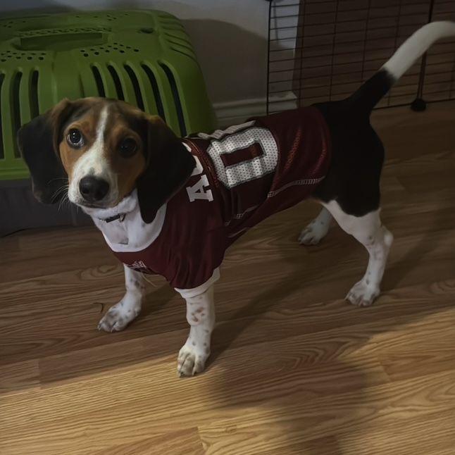 TOBY OUR FIRST PET WE GOT TOGETHER. Age: 10 months