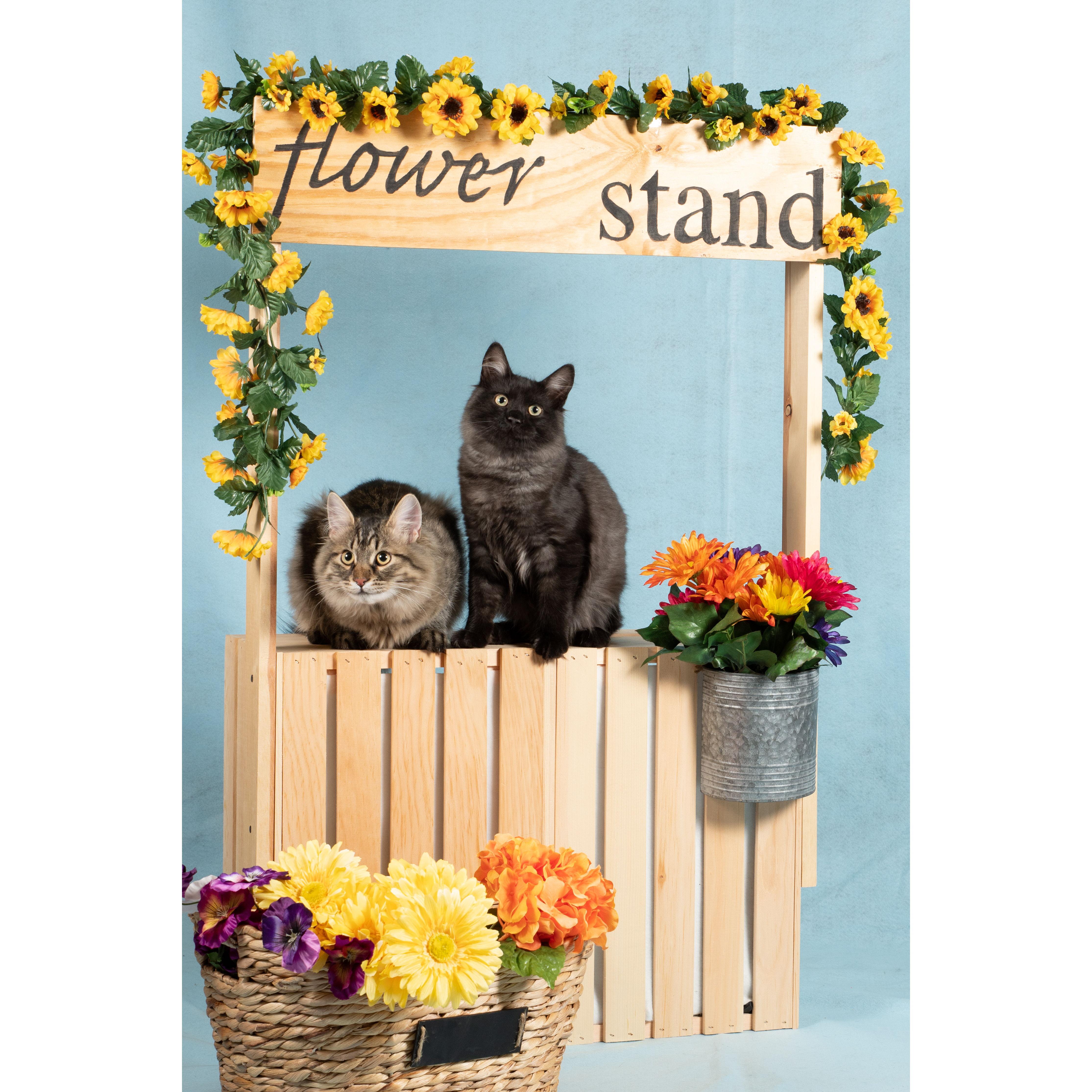 Ollie and Bear's first photoshoot!