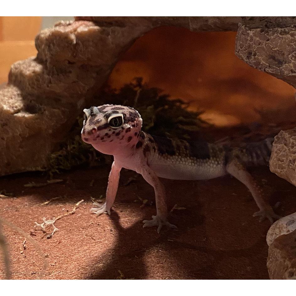 Our gecko, Cleo. Added to our family in 2021. He had a health scare and didn't eat for 6 months! He had to have surgery, luckily it only cost about $100!
