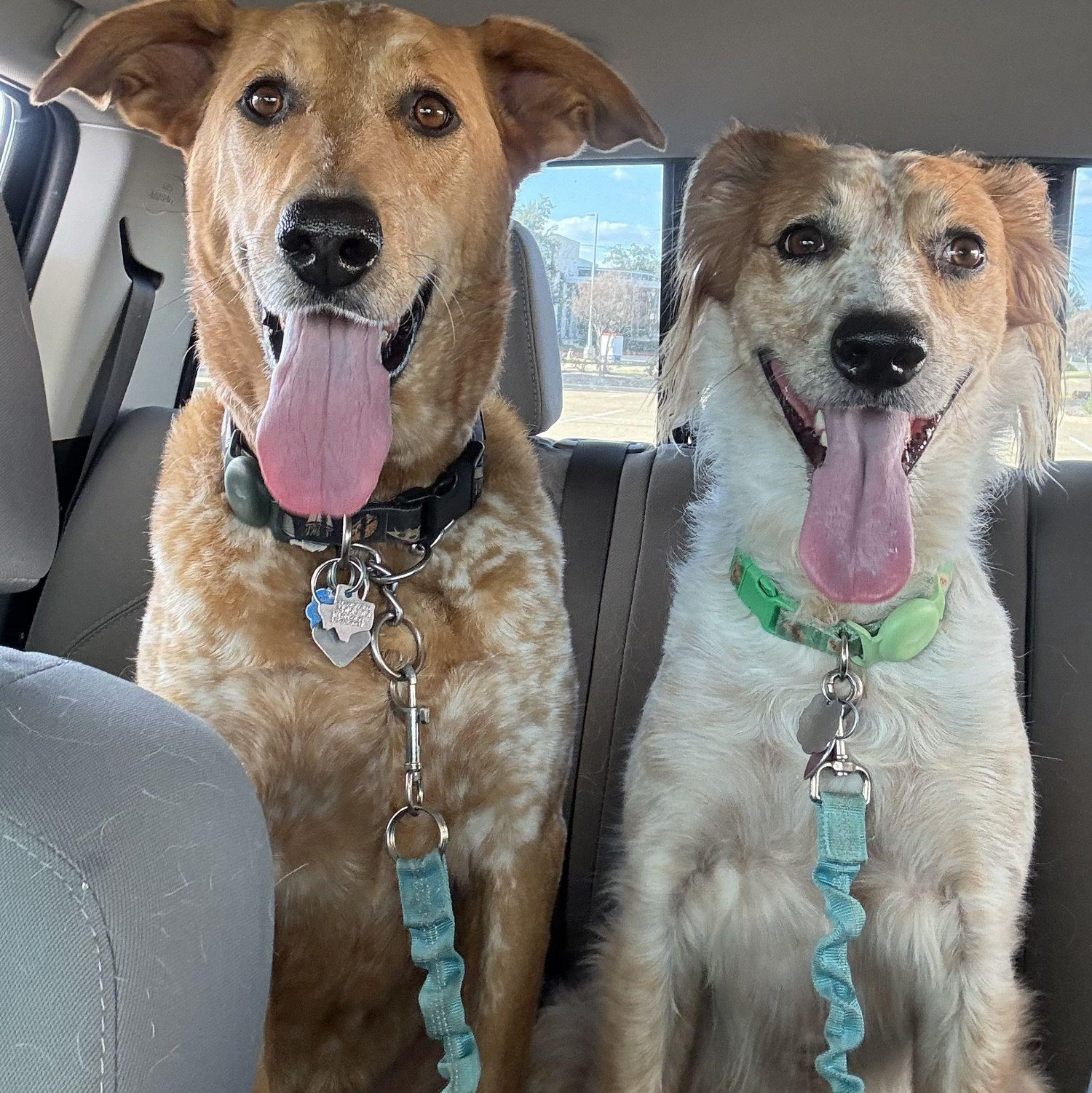 Our fur babies!