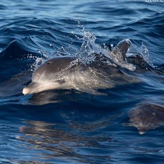 Swim with Dolphins in Azores Tour for 2 - Portugal