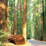 Avenue of the Giants