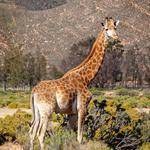 Aquila Private Game Reserve