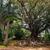 Jardim Botânico António Borges