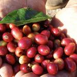 La Divisa de Don Juan - Coffee Tour