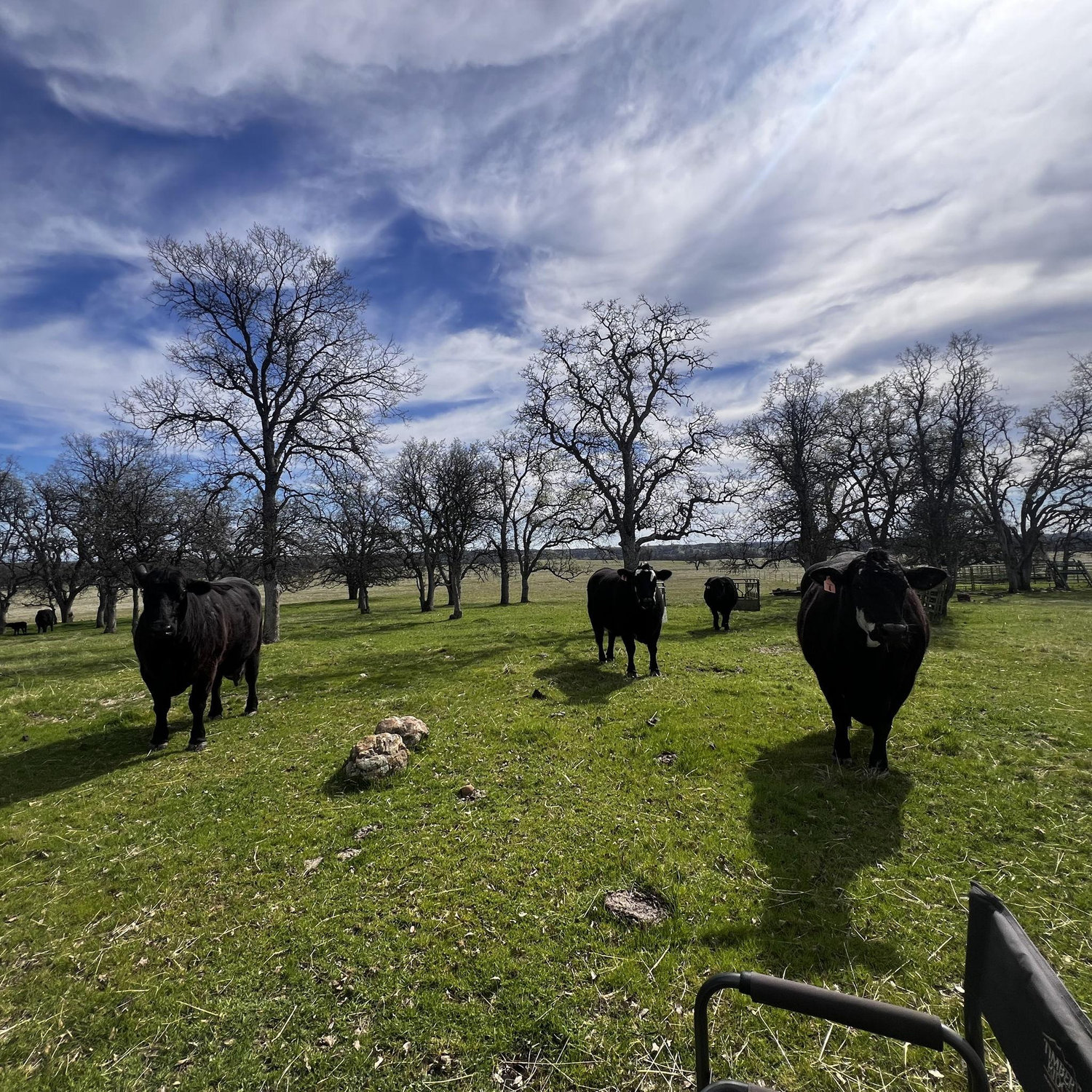 Tending the cows W Grandma- Redbank
