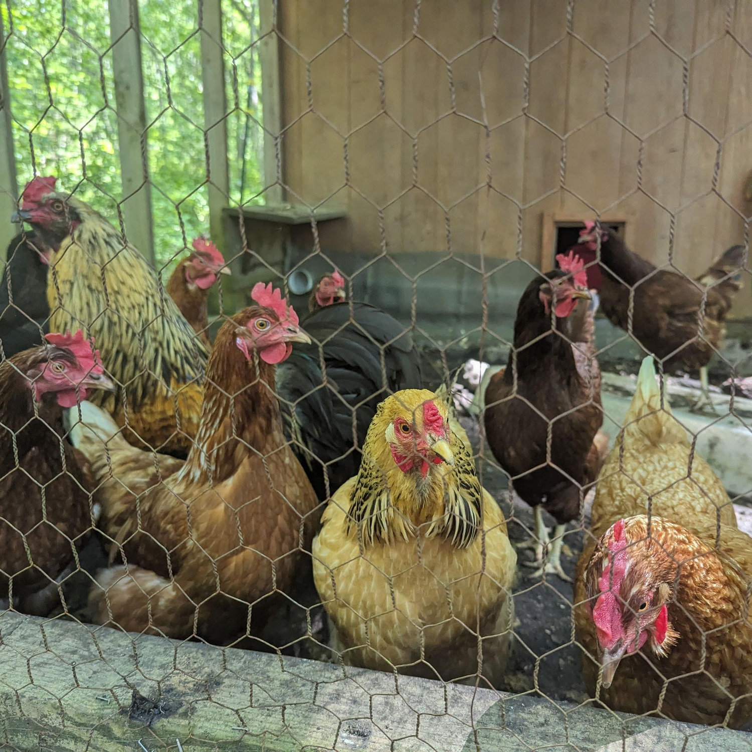 Some of our many chickens