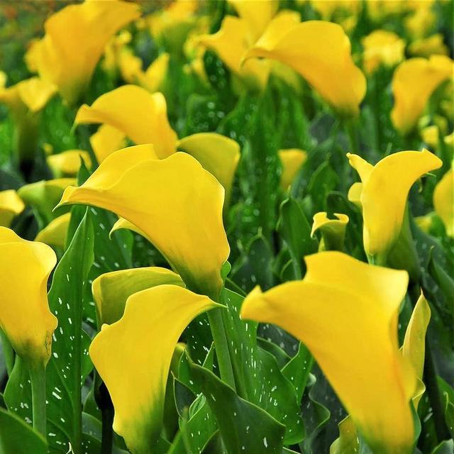 Votaniki Yellow Gold Calla Lily Bulbs - Perennial Zantedeschia Flower - Lily Flowering Bulbs | Vibrant Yellow Blooms - Perfect for Any Garden (12 Pack)