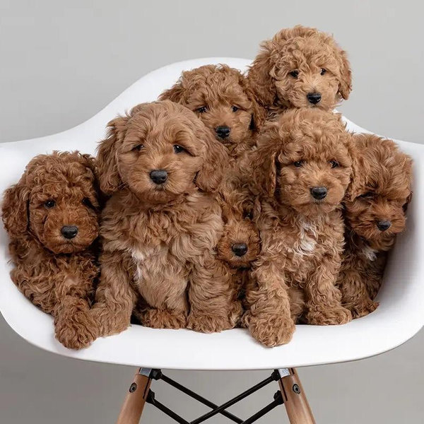 Our Golden Doodle Fund