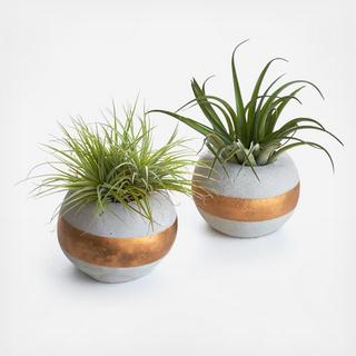 2-Piece Orb Planter with Air Plant Set