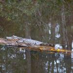 Davis Bayou Area Gulf Islands National Seashore