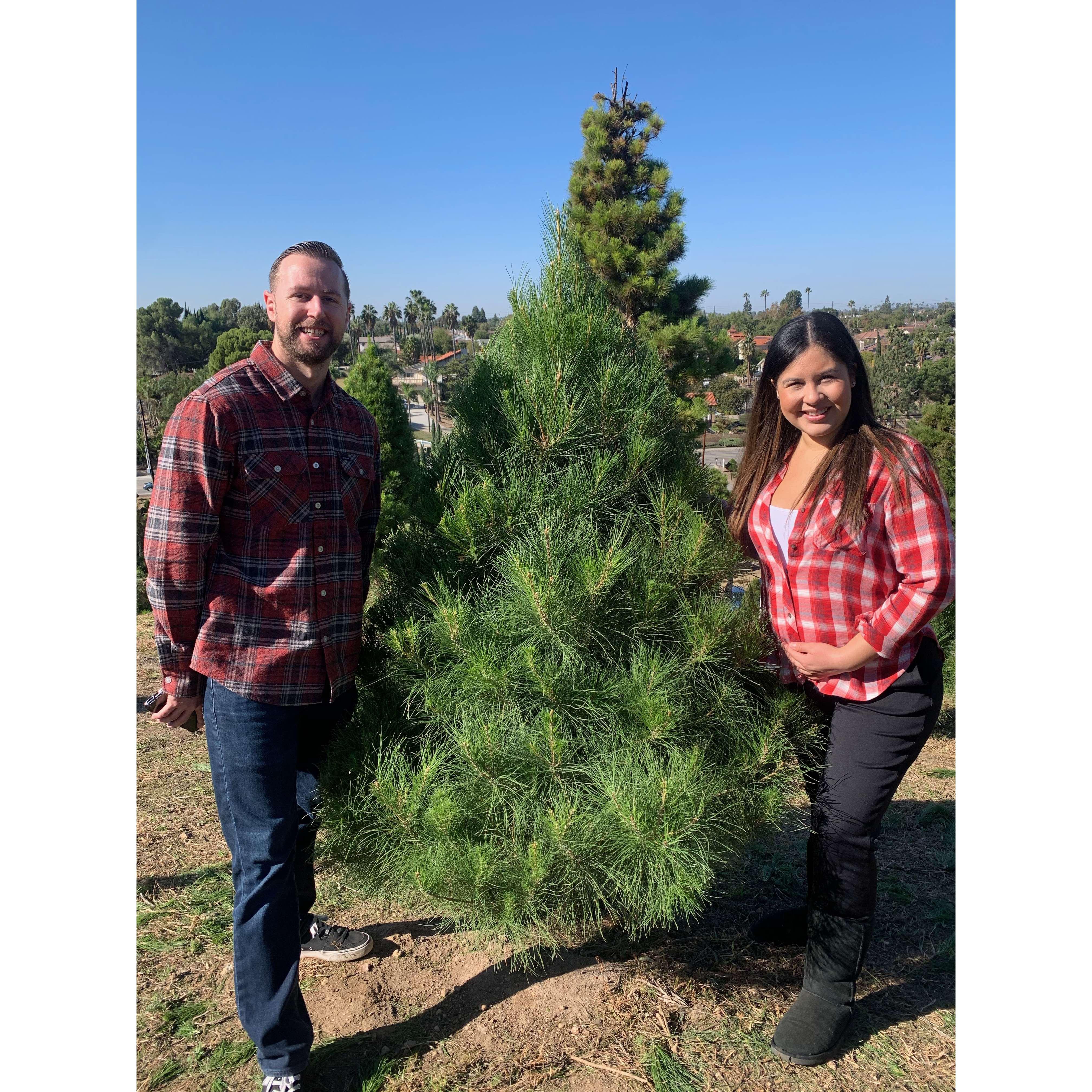 Our first Christmas tree we picked out at the tree farm