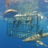 Haleiwa Shark Tours