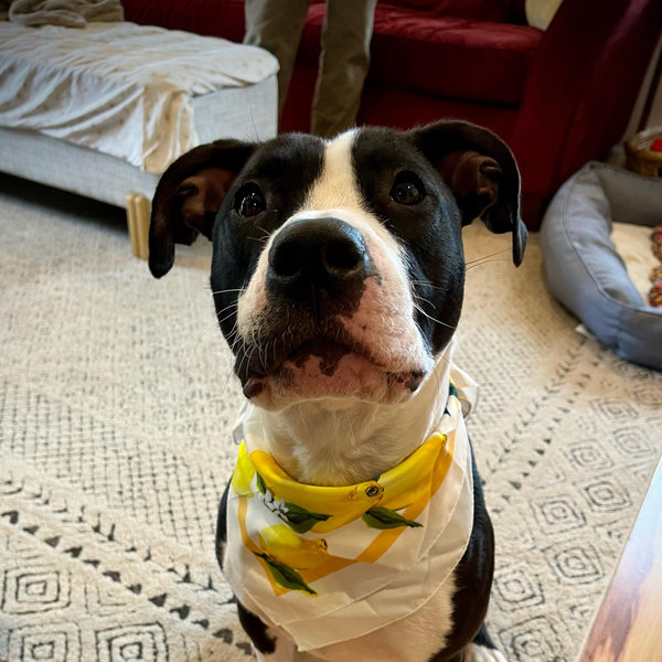 Lemon Fund