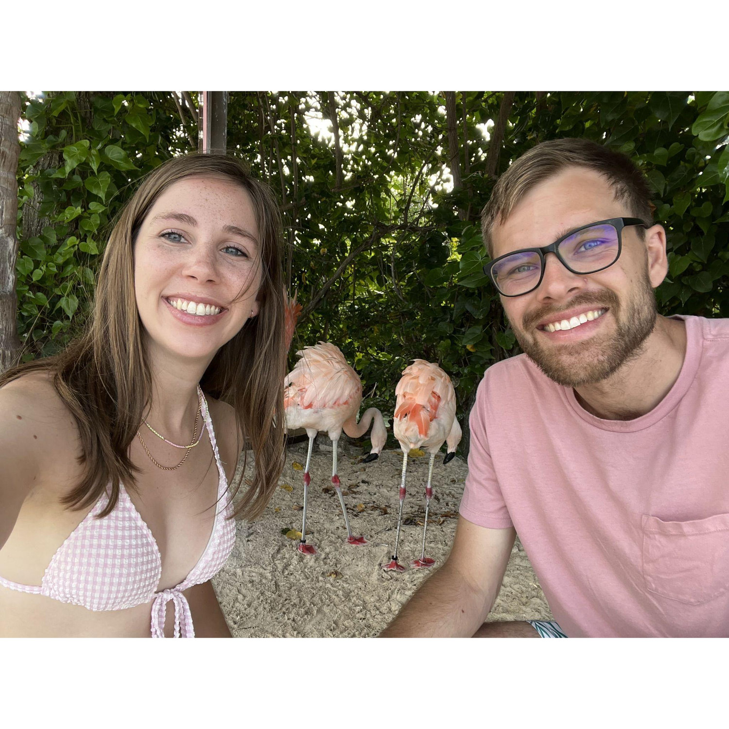 Visiting Flamingo island in Aruba