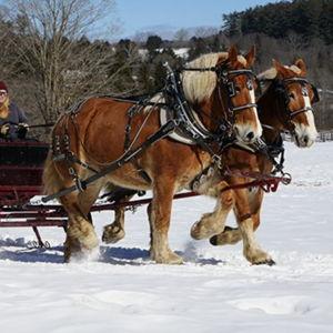 Private sleigh ride on our honeymoon
