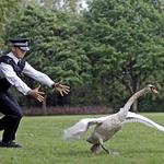 Wells Cathedral (hot fuzz tour?) and bishops palace