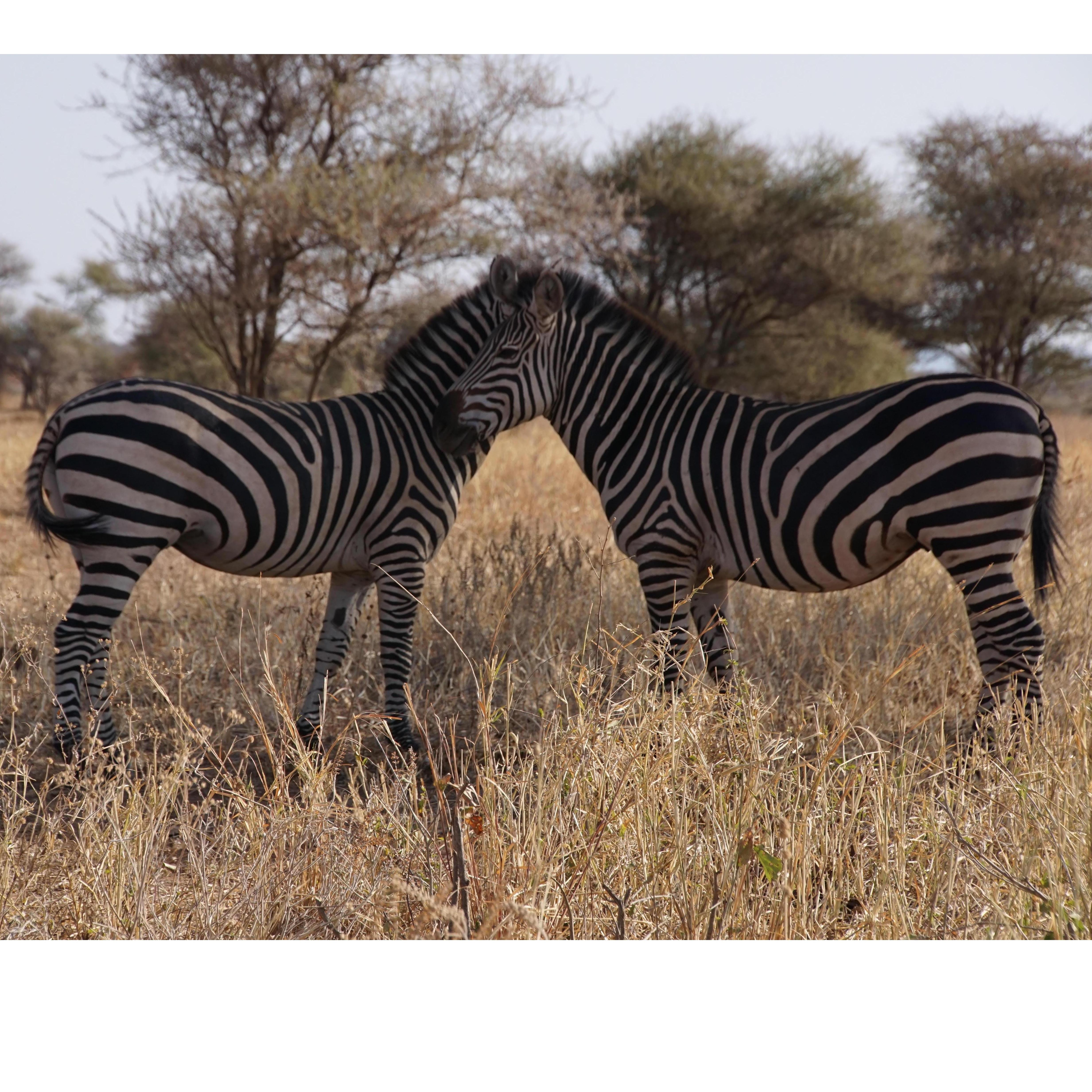 Africa may not have changed our stripes but it did change our life! 2015