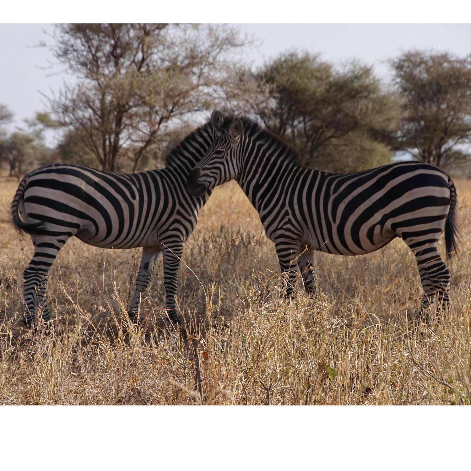 Africa may not have changed our stripes but it did change our life! 2015