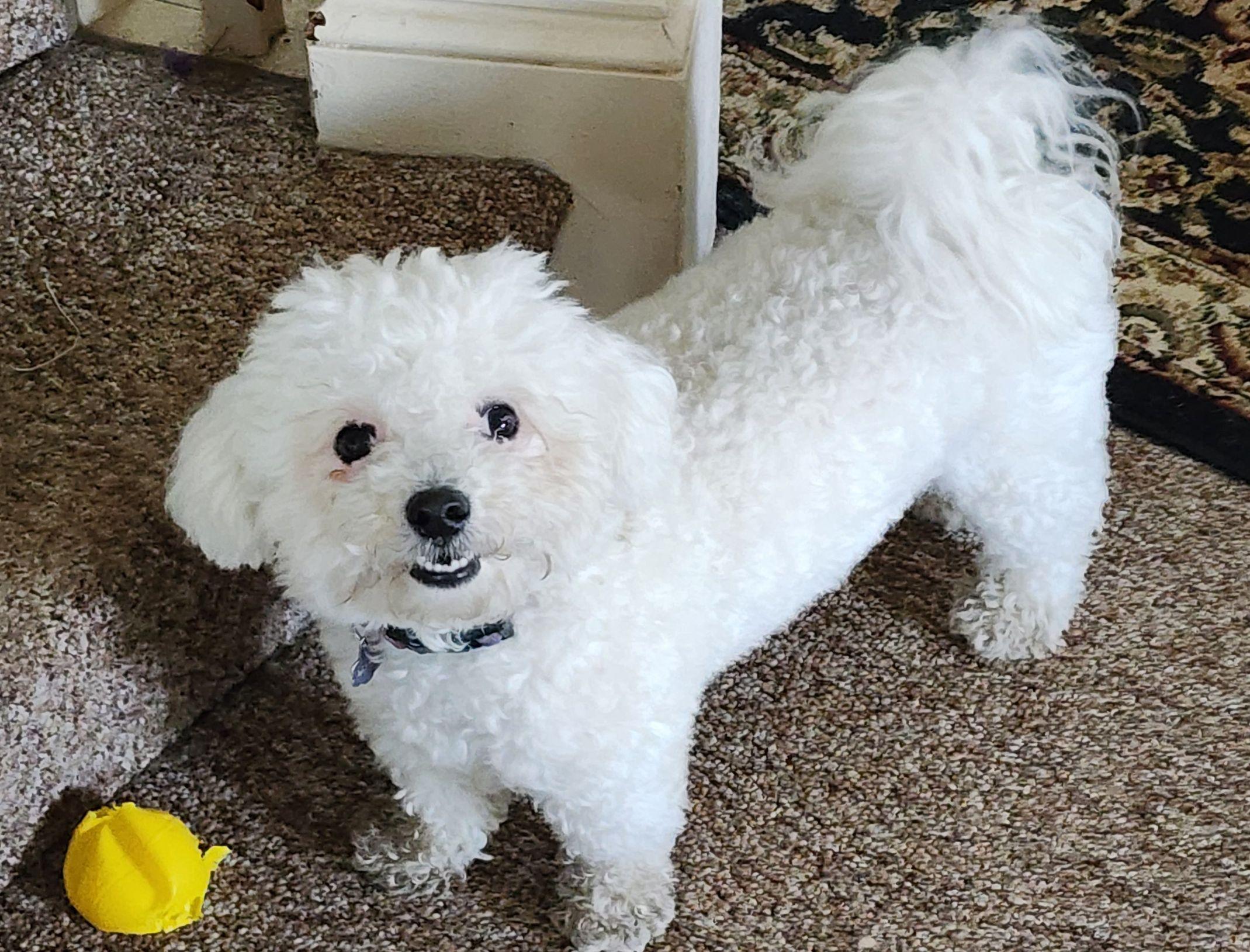 The Wedding Website of Haley Herring-Sylvestre and Jason Boisvert