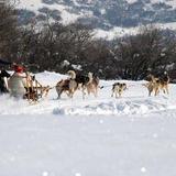 Dog Sledding & Snowshoeing