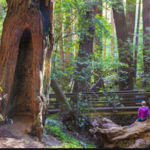 Pfeiffer Big Sur State Park