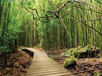 Haleakalā National Park - Pipiwai Trail