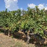 Guided Provence Winery Tour