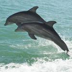 Anna Maria Island Dolphin Tours