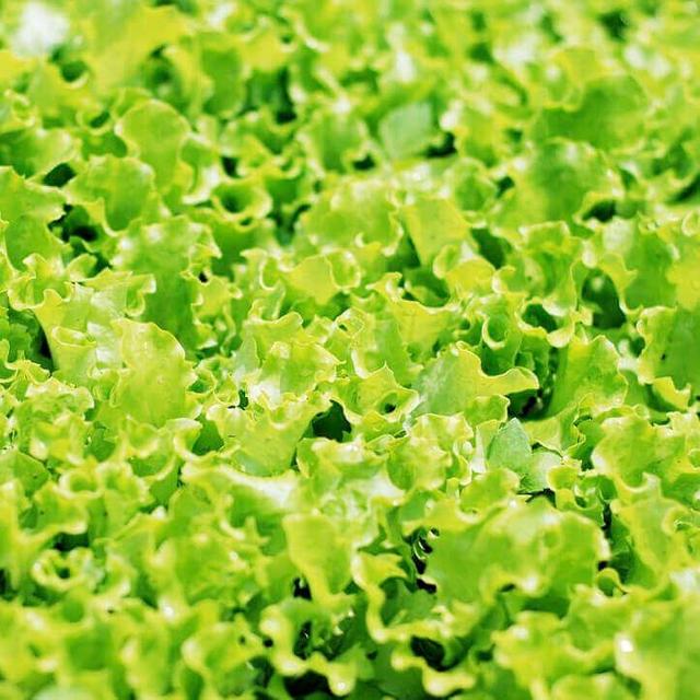 Lettuce Salad Collection
