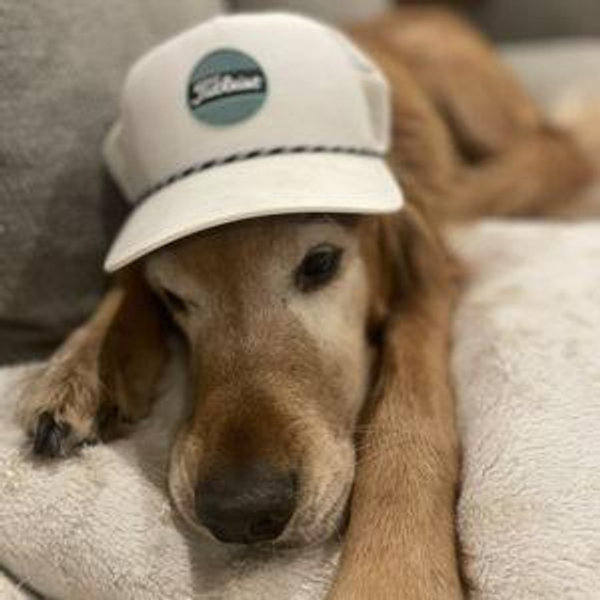 Our dog sitting fund