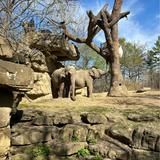 Saint Louis Zoo