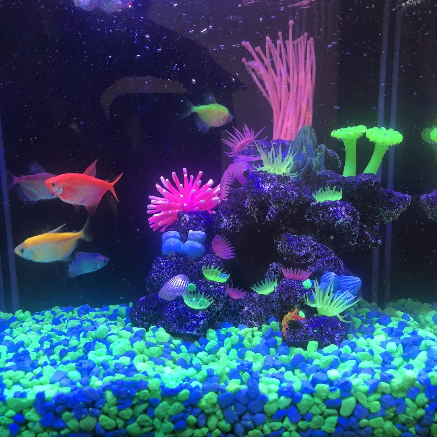 Our five fish babies born April 2024