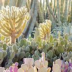 Desert Botanical Garden