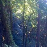 Forest Park